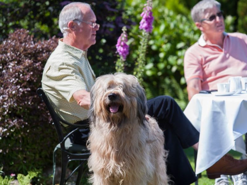 dog friendly hotel in devon